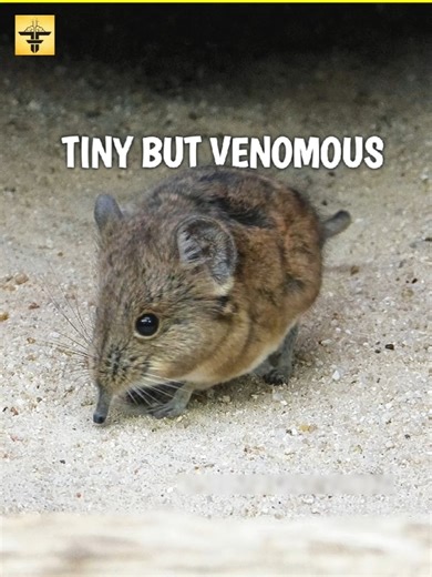 This Tiny Mammal Is Actually Venomous!
