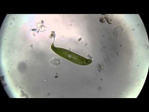 Euglenida_Euglena(裸藻_眼蟲)
