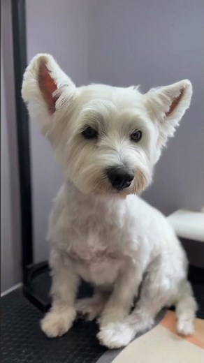 West Highland White Terrier Westy 🤍 | Fresh Grooming Transformation