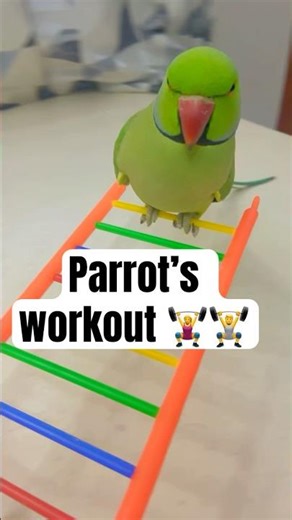 Parrot sound #Zoomi parrot #Talking parrot #viralvideo