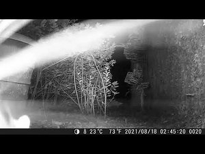 Possum Hunting at Night! Possum Caught on Camera! Florida Man Films Possum!