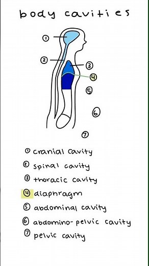 Anatomical Terms - Body Cavities