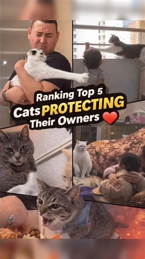 Top 5 Cats PROTECTING Their Owners 😾❤️ | (Unbelievable Loyalty)