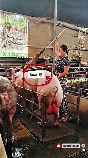 🐷 Boar Mating with Sow | Natural Pig Breeding #pig