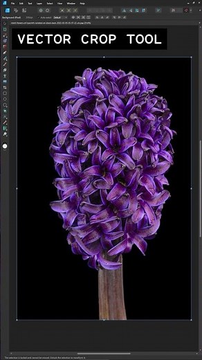How to Crop in Affinity Designer #shorts