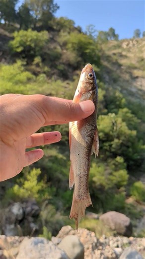 寧越の岩淵は古い投げ網だけ底石を知るのか🐠🎣？