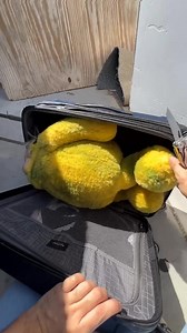 4.8M views · 9.8K reactions | The Imaginary Art Exhibit on Reels | Facebook