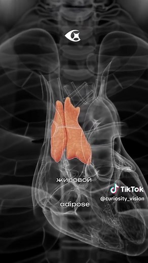 The Most Useless Organ Explained | Science & Medicine