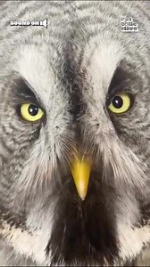 "Back in my day, we had to blink every 4 seconds! Now all of you youngins with your tablets don't even learn about blinking until the 3rd grade!" 🦉 | The Pet Collective