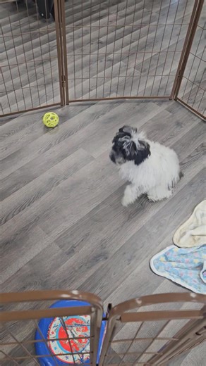 1.9K views · 29 reactions | Here is a Teddy Bear and a mini Poodle, both males hanging out today at the rescue! | Puppy Rescue of Sugarcreek | Facebook