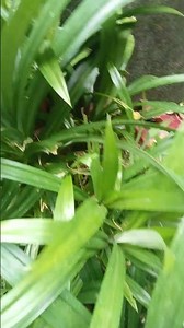 #vayo #odi #Biriyani# leaf # ❤️❤️❤️❤️🥰🥰🥰🥰🥰