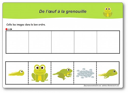 Images séquentielles : de l’œuf au têtard et du têtard à la grenouille
