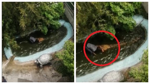 Philippines man attacked by huge crocodile after he mistakes it for statue. Spine-chilling viral video