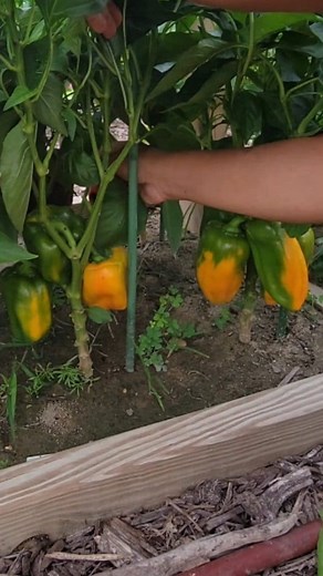 14K views · 127 reactions | Home Gardening Tips : Bigger fruit and increase production - pruning removing excessive leaves for air good circulation - water them regularly - fertilize - weed - cut off dead and unhealty leaves #gardeningtips #pruning #peppers #organic #growyourownfood #homegardening #backyardgarden | Kabsat | Facebook