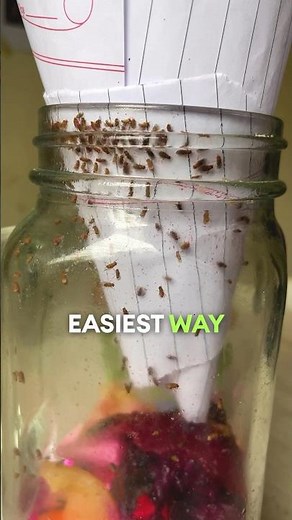 How to get rid of fruit flies?