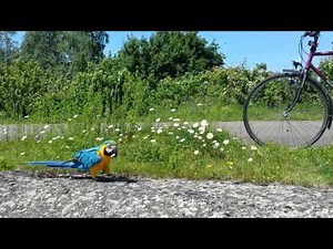 Macaw Mero walking
