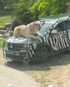 1.2M views · 28K reactions | A Tiger With a Personal Driver! | Lilyon DIY | Facebook