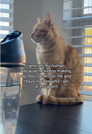 Cute Cat Names and Their Meanings for Cat Lovers