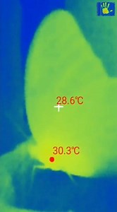 Butterfly 🦋 recorded with a thermal imaging camera See how much heat butterflies produce ?