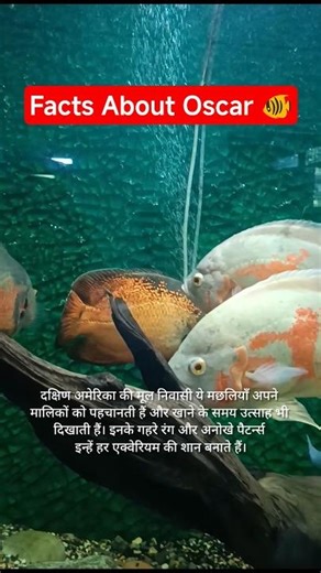 Facts About Oscar Fish 🐠