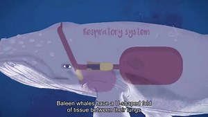 【TED】TED-ED科普科教动画【801-875集】/ 高清英文字幕 / 看动画学英语 / 练听力学科学 / 最全TED科教动画集锦