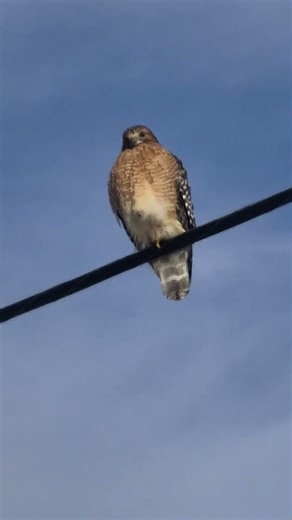 red tail hawk