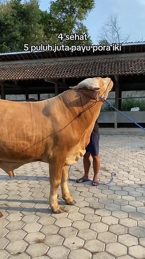 P1 calon jumbo #fyp #sobatngaret #sapijumbo #peternakmuda #sapiqurban