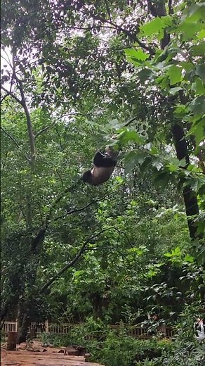 Playful panda falls from tree at zoo in Sichuan, China