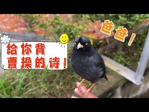一只爱干净爱洗澡的鸟，刚背完曹操的诗就喊我爸爸，可惜一言不和就骂人，脾气太大了【天下一场梦】