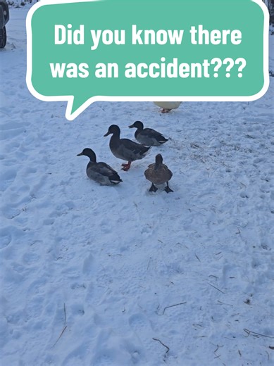 Ducks React to Recent Accident - A Comedic Perspective