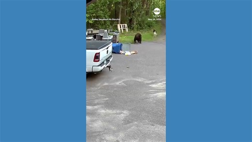 Bear chases dog down driveway
