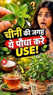 Stevia Plant Care: Grow 100% Natural Sugar at Home! 🌱 #sugar #stevia