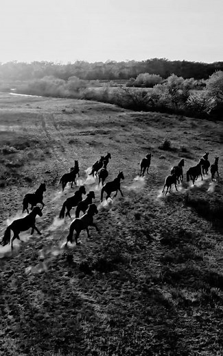 🐴 When Wild Horses Run Through Dust & Snow - Wildlife in Black & White #wildhorses #wildlifeshorts