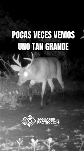 El gigante del manglar. #nayarit #naturaleza #jaguaressinproteccion #animals