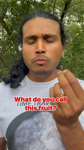 🌿🍒 Discover the Delight of Jamaica Cherries! 🍒🌿 Ever heard of Jamaica cherries? 🌳 These small fruits, scientifically known as Muntingia calabura, come from a fast-growing evergreen tree that can soar up to ten meters high! Although not commercially cultivated, they’re a local favorite in tropical regions worldwide. Also known as the Singapore cherry, Ceri, Ceri Kampung, Strawberry tree, and by many other charming nicknames. These little gems boast a unique sweet-tart flavor, making them a p