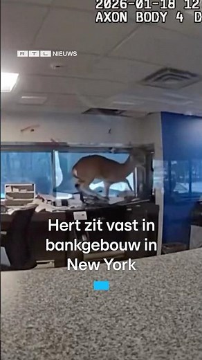 Hert zit vast in bankgebouw in New York | RTL Nieuws
