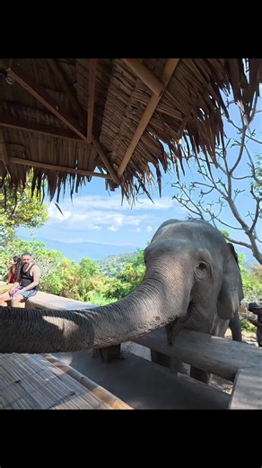 Explore Thailand's Elephant Sanctuary: A Compassionate Experience
