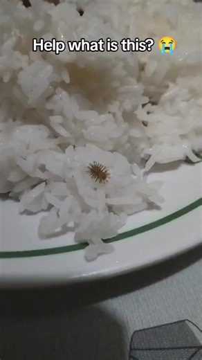 #fypシ #bacteria help wtf is that?