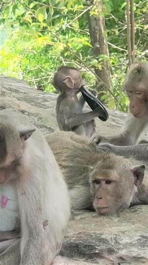 Cute family monkey