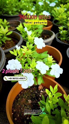 Millon Bells / Mini Petunia - _2 Plants at Just ₹210/-! 😍