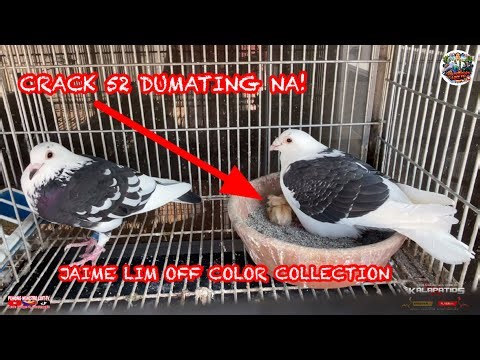 EP1287 INBREED NA CRACK 52 LUMABAS NA!