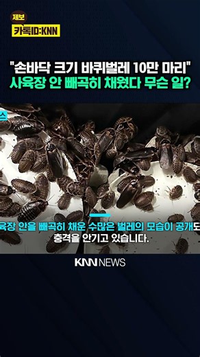 'Swarm' of 100,000 Giant Cockroaches Discovered: Utter Shock / KNN