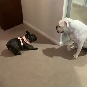 donci_the_frenchie on Instagram: "Follow @donci_the_frenchie from @juno_rocco_esther ・・・ Drive by bum dance 💨🍑💃🏻 . . . . . . . 🐾 🐾 🐾 🐾 🐾 @donci_the_frenchie -------- If u love Frenchie don't forget to follow @donci_the_frenchie for more pictures ❤ ❤ ! -------- To have a chance to be featured, follow and tag us @max_lovely_frenchie Thank you so much 👌🏻👌🏻❤️❤️ #frenchiesociety #theworldofbullies 