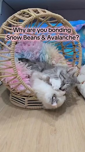 80 reactions · 9 comments | Jen's Cats on Reels | Facebook