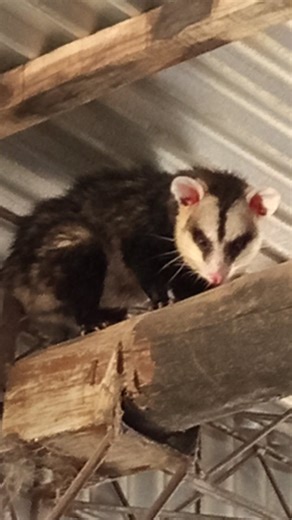 Mascota inesperada en el taller 🙄....#leobesson | Herreria Leo Besson