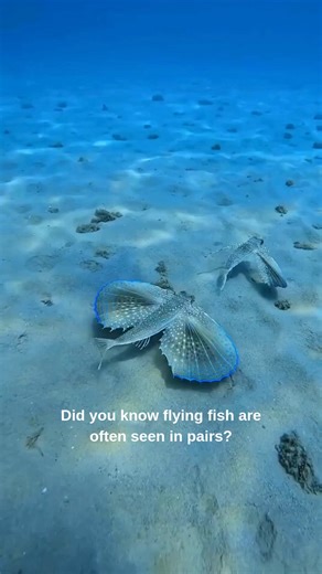 Facts Storm on Instagram: "🌊 Did You Know? Flying fish (family Exocoetidae), often called “swallow fish” in Spanish, are famous for their ability to glide above the ocean’s surface using wing-like fins. ✨🐟 👫 Sometimes they’re seen traveling in pairs, moving in perfect harmony as they skim the waves. By launching themselves out of the water and spreading their fins, flying fish can glide hundreds of meters to escape predators below. 🌬️🌊 🔥 Fun Fact: Flying fish don’t actually fly—they use sp