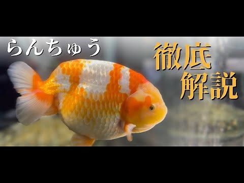 改良金魚の代表「らんちゅう」を飼い方から品評基準まで徹底解説！！