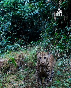 21K views · 499 reactions | Volume Up!  While we are best known...