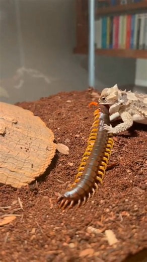 Horned Lizard vs Giant Centipede: No Escape in the Glass Box #TerrariumReality #SurvivalInstinct #ReptileVsInsect #RawNatureFootage #UnfilteredWild #PhoneRecorded #NatureUpClose #InstinctDriven #RealWildMoments | Glass Arena Instinct