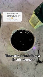 142K views · 1K reactions | Who’s tried this?? Is there any hope?I’ve propagated my string of pearls from string cuttings dozens of times, but I’ve never tried to propagate loose pearls.Who thinks this will work? I’m skeptical…#plants #houseplants #propagation #stringofpearls #plantmom | Curlyplantmom | Facebook